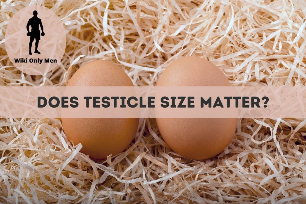 Does Testicle Size Matter