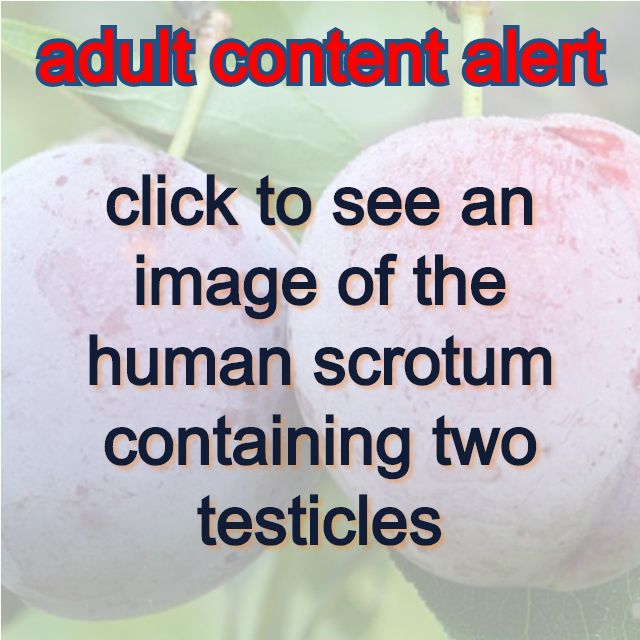 image link of scrotum