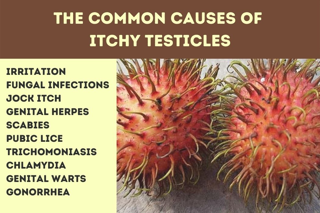 The Common Causes of Itchy Testicles