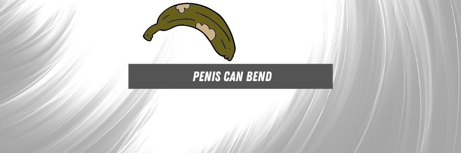 penis can bend