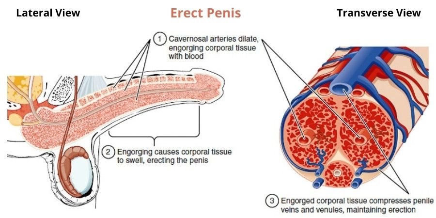 How Does Erection Occur