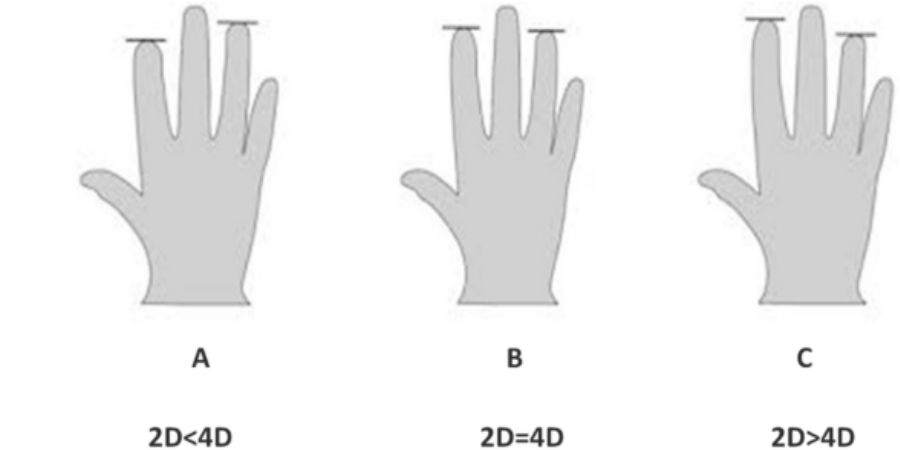 Finger size ratio to determine penis size