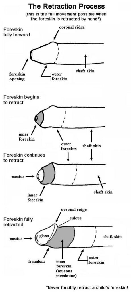 Foreskin Retraction Process