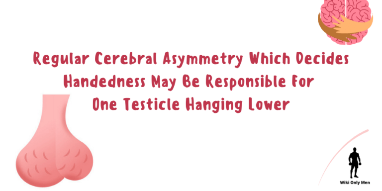 Why Does One Testicle Hang Lower Than The Other | Know Interesting