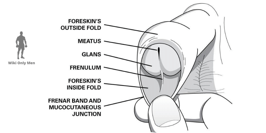Stretching Adult Foreskin