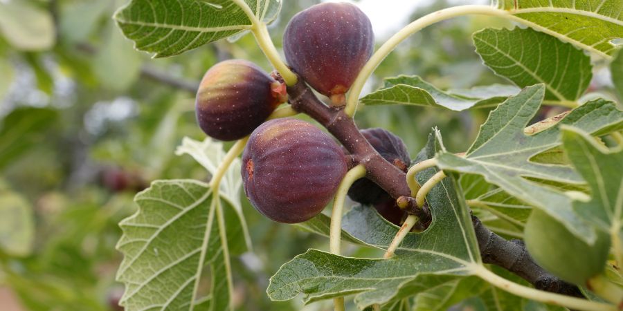 Home Remedies Of Dark Spots On Foreskin - Fig Leaf