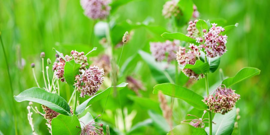 Home Remedies Of Dark Spots On Foreskin - Milkweed