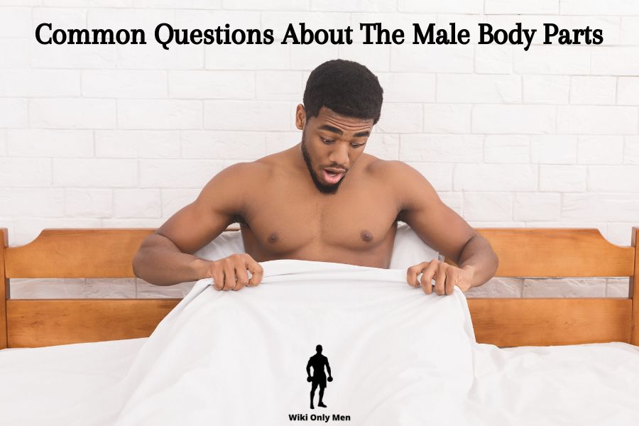 Questions About The Male Body